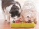 Alimentation : comment bien nourrir son chien ou son chat ?